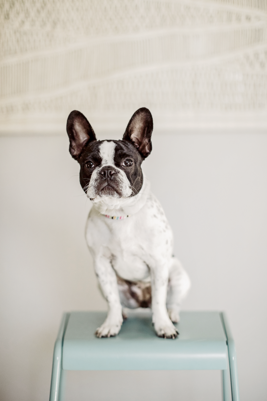 KL_Animals_Boston terrier in chair